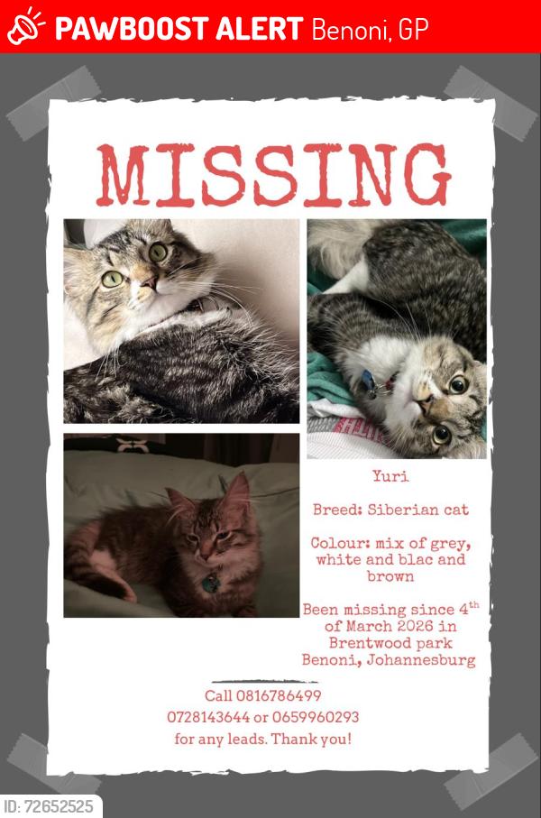 Lost Male Cat last seen Near on high,high road,Brentwood park,Benoni, Johannesburg , Benoni, GP 