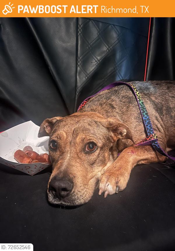 Found/Stray Female Dog last seen Valero on Plantation Dr and 359, Richmond, TX 77406