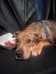 Found/Stray Female Dog last seen Valero on Plantation Dr and 359, Richmond, TX 77406