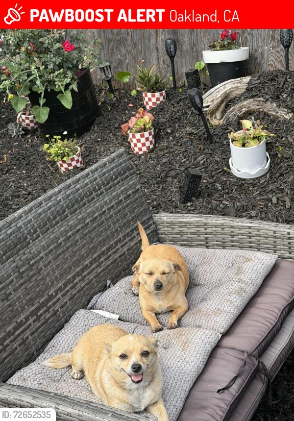 Lost Female Dog last seen 80th ave and international , Oakland, CA 94621