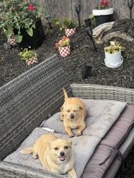 Lost Female Dog last seen 80th ave and international , Oakland, CA 94621
