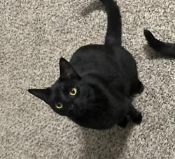 Lost Male Cat last seen Near Harborside Drive Tampa Fl, Town 'n' Country, FL 33615