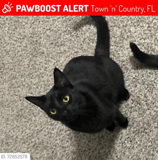 Lost Male Cat last seen Near Harborside Drive Tampa Fl, Town 'n' Country, FL 33615