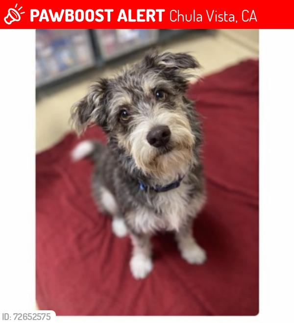Lost Male Dog last seen Animal care facilty , Chula Vista, CA 91911