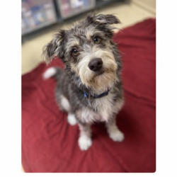 Lost Male Dog last seen Animal care facilty , Chula Vista, CA 91911