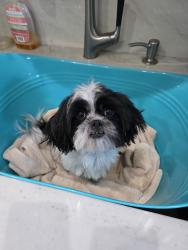 Lost Female Dog last seen Christy ln  and Monroe , Las Vegas, NV 89110