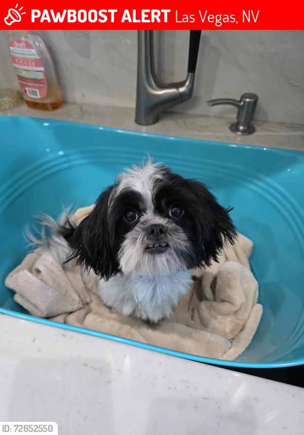 Lost Female Dog last seen Christy ln  and Monroe , Las Vegas, NV 89110