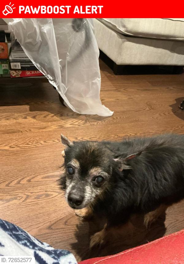Lost Male Dog last seen Brandon gate and Dsrcel, Mississauga, ON L4T 3R2