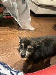 Lost Male Dog last seen Brandon gate and Dsrcel, Mississauga, ON L4T 3R2