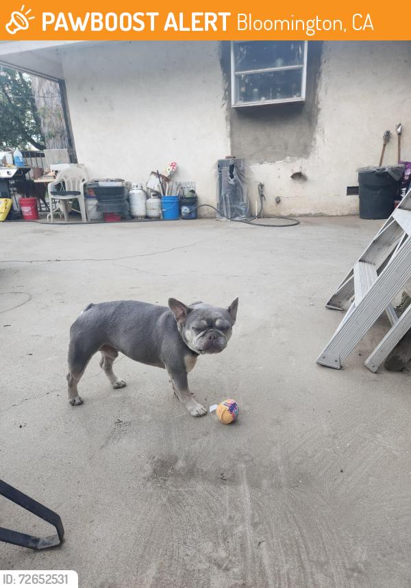 Found/Stray Male Dog last seen Santa Ana and Laurel, Bloomington, CA 92316