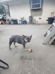 Found/Stray Male Dog last seen Santa Ana and Laurel, Bloomington, CA 92316