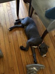 Lost Female Dog last seen E Outer drive, Detroit, MI 48234