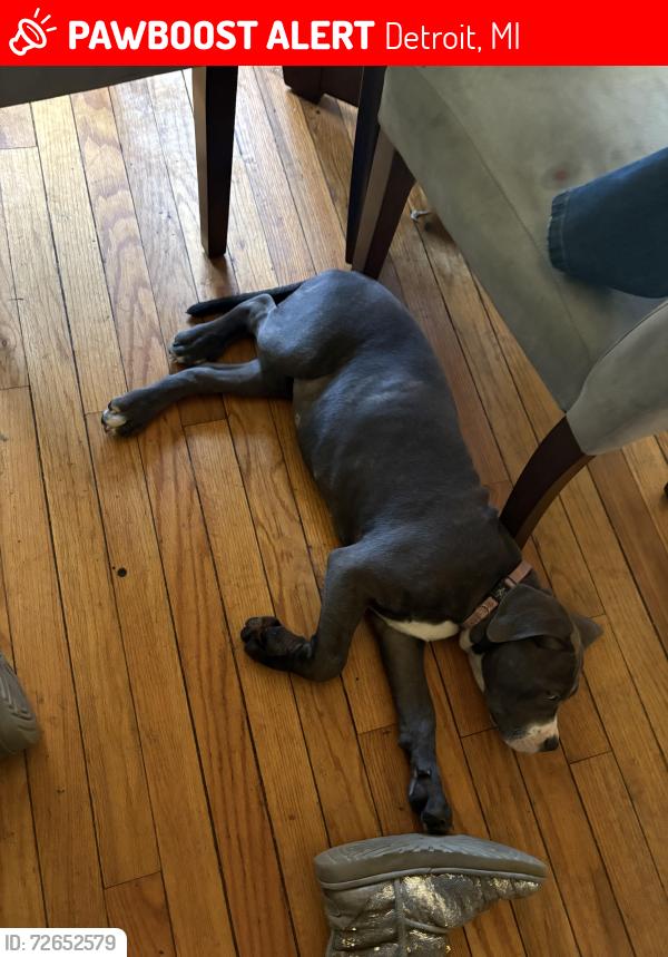 Lost Female Dog last seen E Outer drive, Detroit, MI 48234
