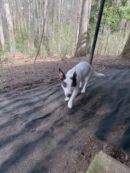 Found/Stray Female Dog last seen Neighborhood , Stone Mountain, GA 30088
