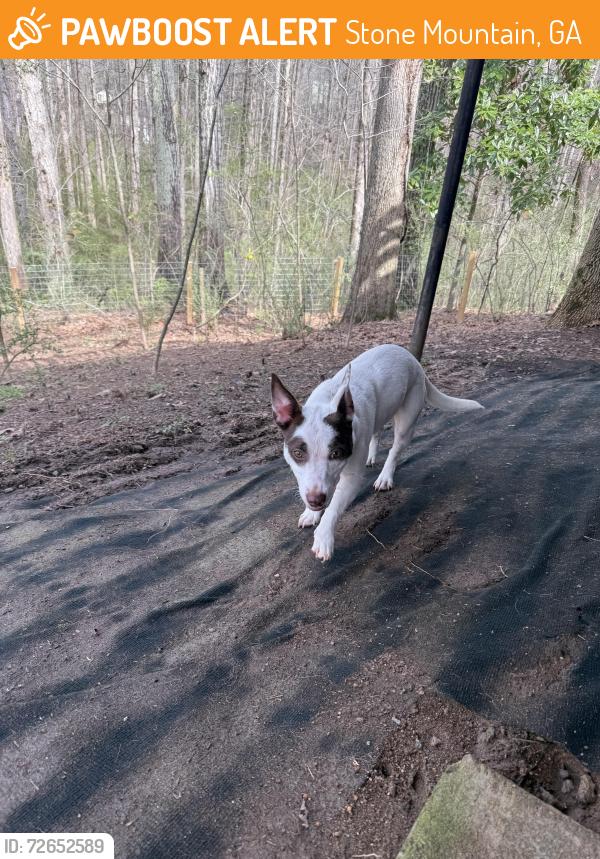 Found/Stray Female Dog last seen Neighborhood , Stone Mountain, GA 30088