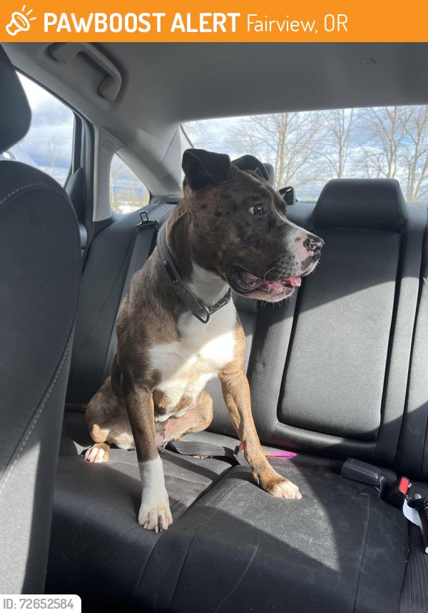 Found/Stray Unknown Dog last seen Halsey and 223, Fairview, OR 97024