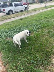 Found/Stray Male Dog last seen Cedel Dr. and Spenwick St., Houston, TX 77055
