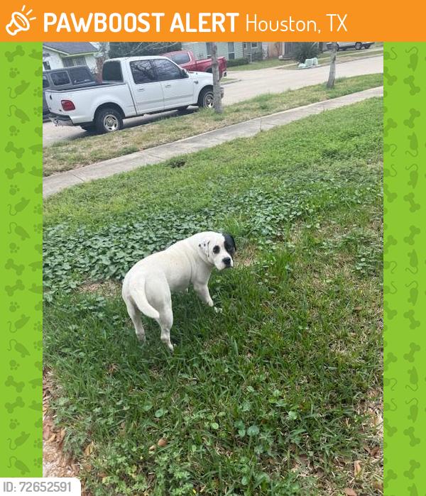 Found/Stray Male Dog last seen Cedel Dr. and Spenwick St., Houston, TX 77055