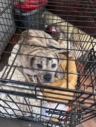 Lost Female Dog last seen Brickyard rd, Canandaigua, NY 14424