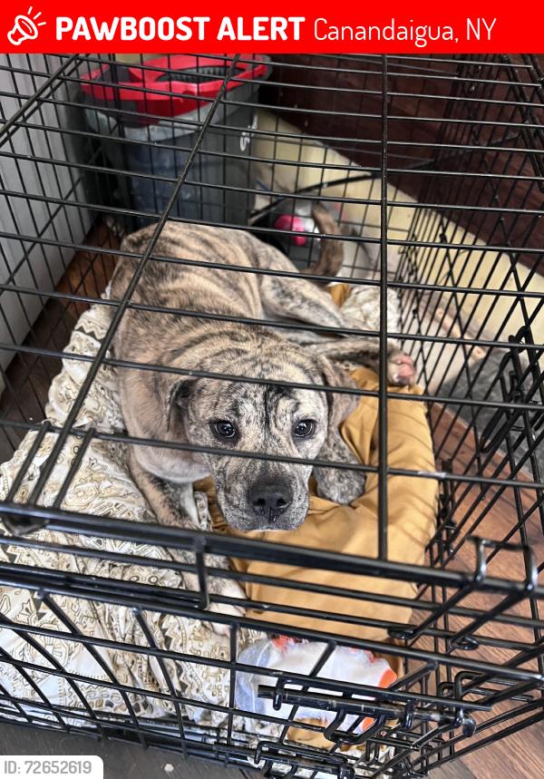 Lost Female Dog last seen Brickyard rd, Canandaigua, NY 14424