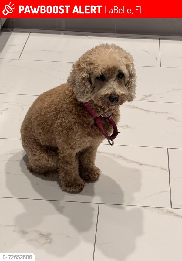Lost Female Dog last seen South Peachtree and Cowboy, LaBelle, FL 33935