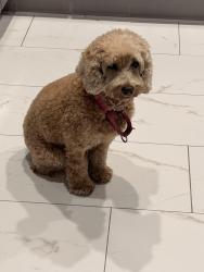 Lost Female Dog last seen South Peachtree and Cowboy, LaBelle, FL 33935