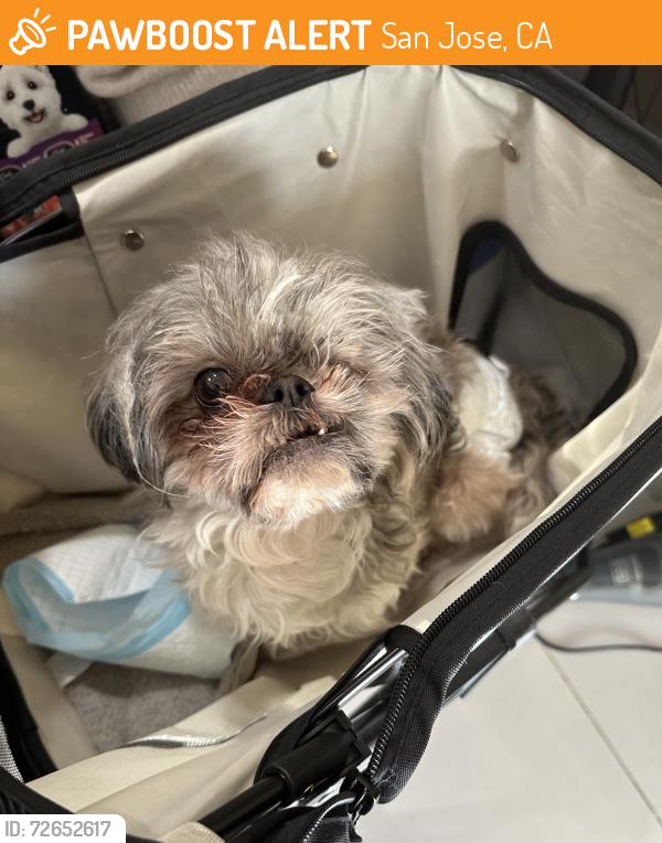 Found/Stray Female Dog last seen Across from Commodore Park, San Jose, CA 95131