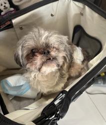 Found/Stray Female Dog last seen Across from Commodore Park, San Jose, CA 95131