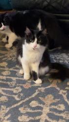 Lost Female Cat last seen Montrose avenue , Roanoke, VA 24013