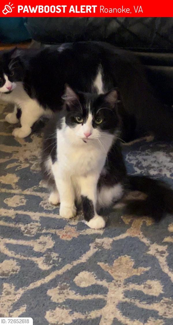 Lost Female Cat last seen Montrose avenue , Roanoke, VA 24013