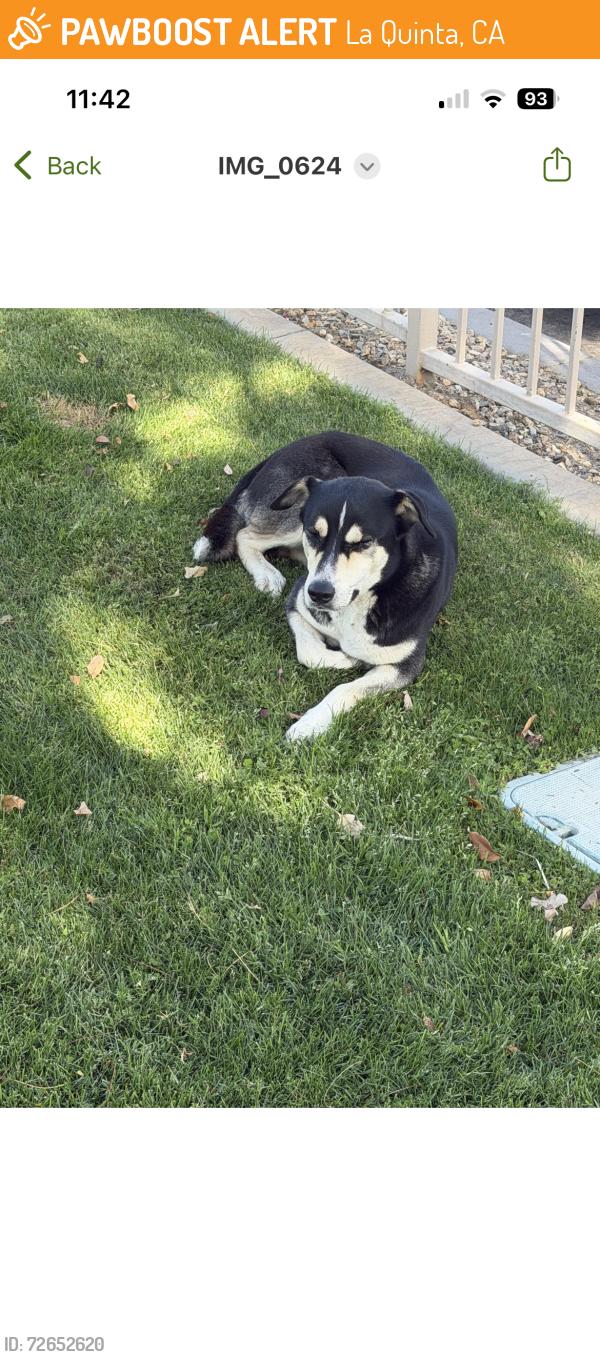 Found/Stray Unknown Dog last seen Palm Royale Golf and Country Club, La Quinta, CA 92253