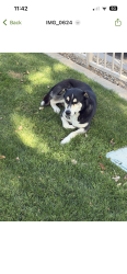 Found/Stray Unknown Dog last seen Palm Royale Golf and Country Club, La Quinta, CA 92253
