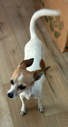 Lost Female Dog last seen Midway Drive Terrace/Derby Downs, Silver Springs Shores, FL 34472