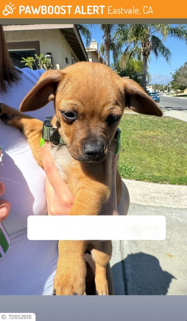 Found/Stray Male Dog last seen Bluebell street eastvale ca, Eastvale, CA 92880