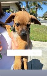 Found/Stray Male Dog last seen Bluebell street eastvale ca, Eastvale, CA 92880