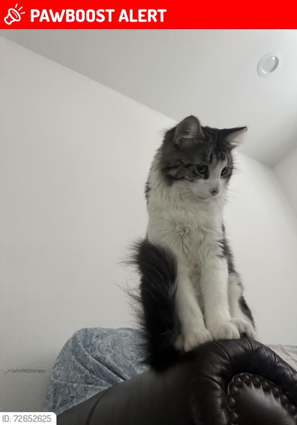 Lost Male Cat last seen Near langlois rd , Desert Hot Springs, CA 92241