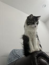 Lost Male Cat last seen Near langlois rd , Desert Hot Springs, CA 92241