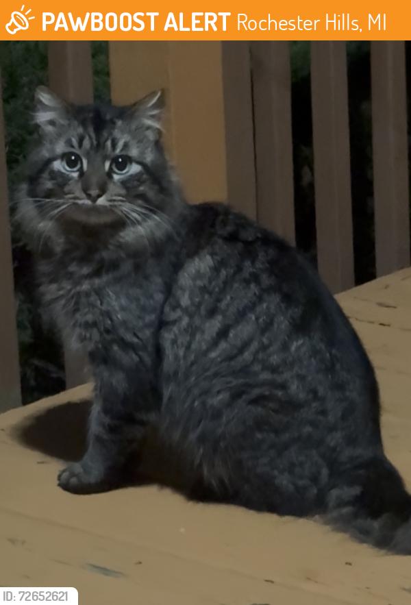 Found/Stray Unknown Cat last seen Auburn Rd and Crooks Rd , Rochester Hills, MI 48309