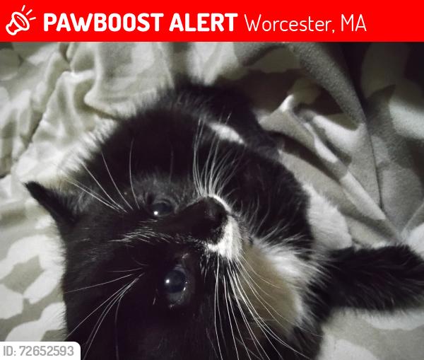 Lost Male Cat last seen St. Vincent hosp , Worcester, MA 01605