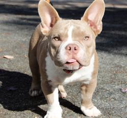 Lost Male Dog last seen Nye ave , Irvington, NJ 07111