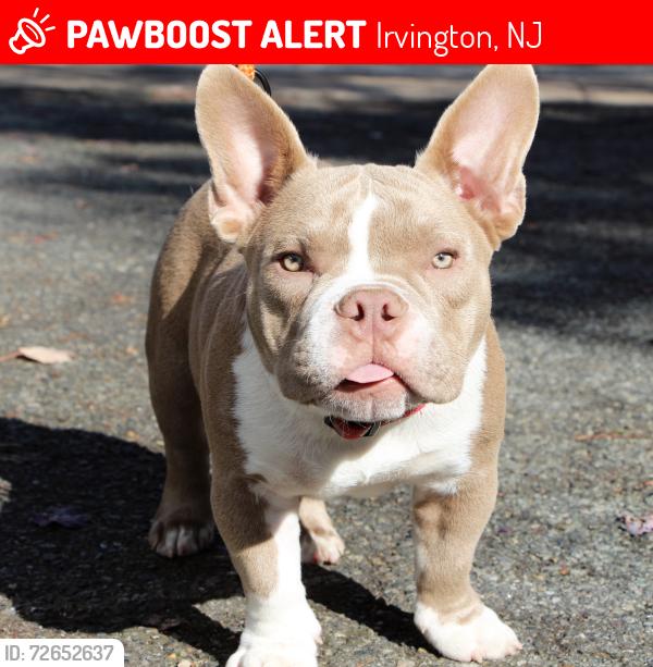 Lost Male Dog last seen Nye ave , Irvington, NJ 07111