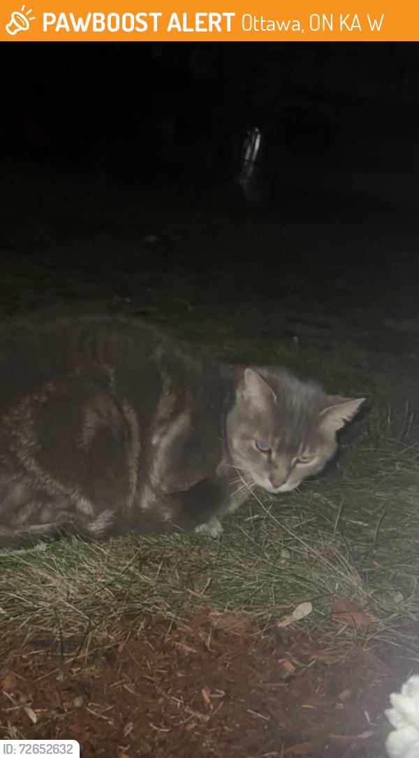 Found/Stray Unknown Cat last seen Hanging out by my window I gave it treats, Ottawa, ON K0A 2W0