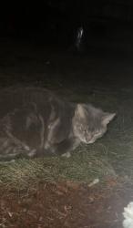 Found/Stray Unknown Cat last seen Hanging out by my window I gave it treats, Ottawa, ON K0A 2W0