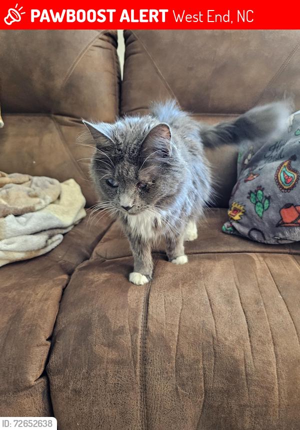 Lost Female Cat last seen Dowd and Carthage rd, West End, NC 27376