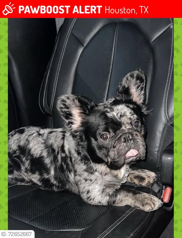 Lost Male Dog last seen Eastland & Chateau, Houston, TX 77028