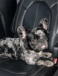 Lost Male Dog last seen Eastland & Chateau, Houston, TX 77028