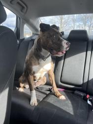 Found/Stray Unknown Dog last seen Halsey and 223rd, Fairview, OR 97024