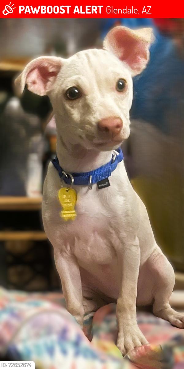 Lost Female Dog last seen Union Hills and 43rd Avenue, Glendale, AZ, Glendale, AZ 85308