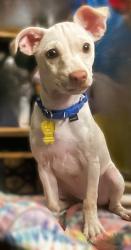 Lost Female Dog last seen Union Hills and 43rd Avenue, Glendale, AZ, Glendale, AZ 85308