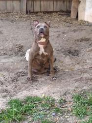 Lost Female Dog last seen Rose hill area Columbus, GA , Columbus, GA 31904